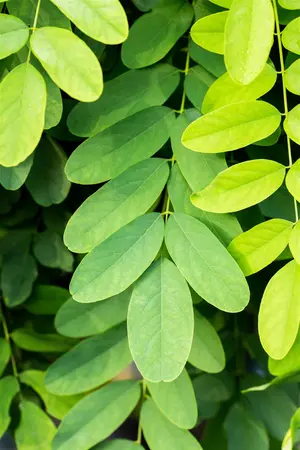 Robinia ps. 'Umbraculifera' - STEM 225 CM, GIRTH 10-12 CM RB - image 4