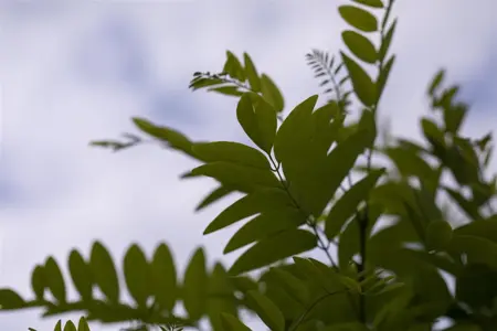 Robinia ps. 'Umbraculifera' - 180 CM STEM C7.5 - image 2