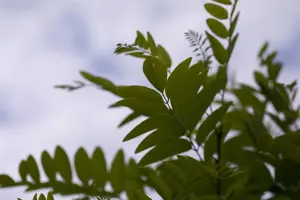 Robinia ps. 'Umbraculifera' - 180 CM STEM C7.5 - image 2