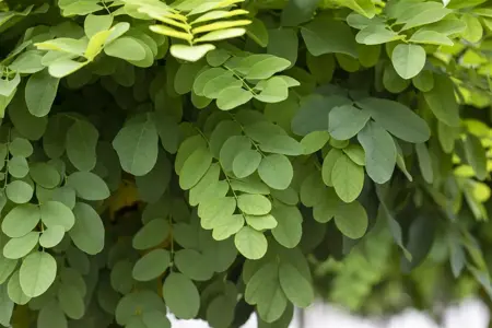 Robinia ps. 'Umbraculifera' - 180 CM STEM C7.5 - image 3