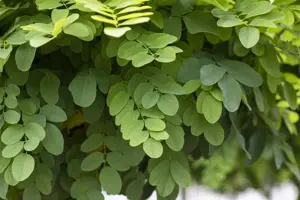 Robinia ps. 'Umbraculifera' - 180 CM STEM C7.5 - image 3