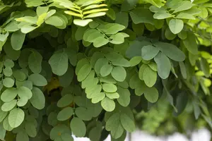 Robinia ps. 'Umbraculifera' - 150 CM STEM C7,5 1 YR - image 3