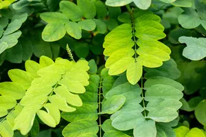 Robinia ps. 'Umbraculifera' - STEM 180 CM, GIRTH 8-10 CM C20 - image 5
