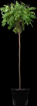 Robinia ps. 'Umbraculifera' - STEM 225 CM, GIRTH 12-14 CM RB - image 1