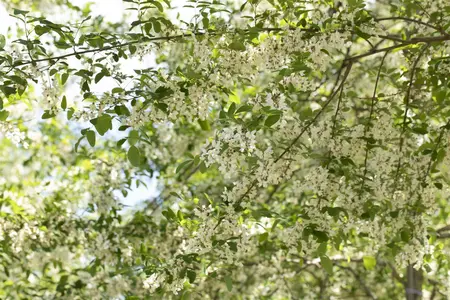 Robinia ps. 'Unifoliola' - STDS 6-8 CM CONT
