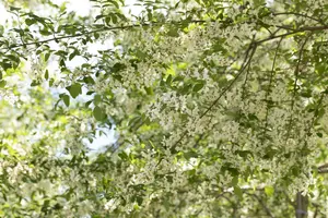 Robinia ps. 'Unifoliola'