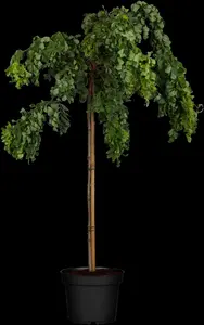 Robinia pseud. 'Lace Lady'