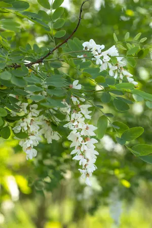 Robinia pseudoacacia - P9 - image 4