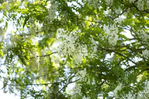 Robinia pseudoacacia - 60-90 CM - image 5