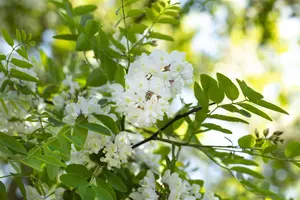 Robinia pseudoacacia - P9 - image 3