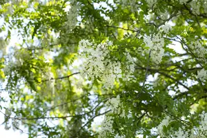 Robinia pseudoacacia - P9 - image 5
