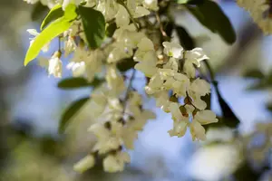 Robinia pseudoacacia - STDS 12-14 CM CONT - image 5