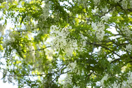 Robinia pseudoacacia - 200-250 CM BR WHIP - image 4