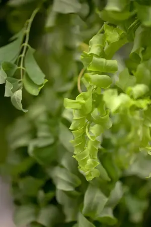 Robinia 'Twisty Baby' - 30-40 CM C4 - image 3