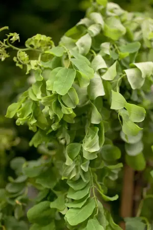 Robinia 'Twisty Baby' - 30-40 CM C4 - image 4