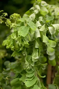 Robinia 'Twisty Baby' - 1/2 STDS C10 - image 4