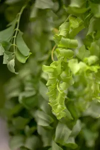 Robinia 'Twisty Baby' - 150-175 CM C20 - image 2