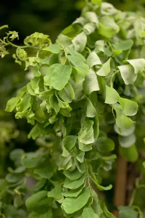 Robinia 'Twisty Baby' - 150-175 CM C20 - image 3