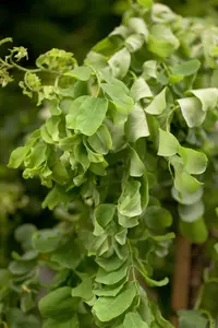 Robinia 'Twisty Baby' - 150-175 CM C20 - image 3