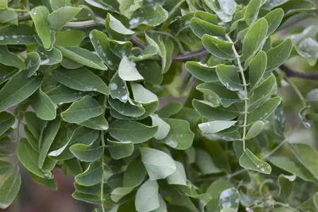 Robinia 'Twisty Baby' - 30-40 CM C4 - image 2