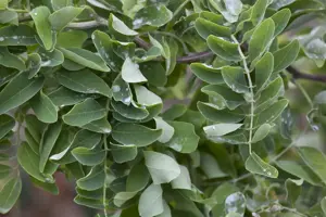 Robinia 'Twisty Baby' - 30-40 CM C4 - image 2