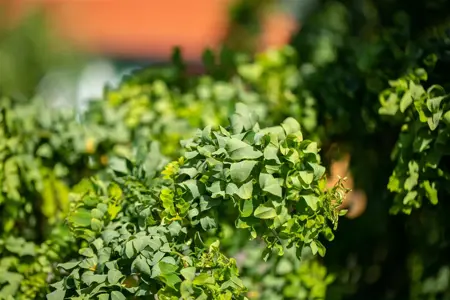 Robinia 'Twisty Baby' - 30-40 CM C4 - image 5