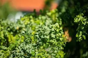 Robinia 'Twisty Baby' - 30-40 CM C4 - image 5