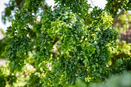 Robinia 'Twisty Baby' - 150-175 CM C20 - image 5