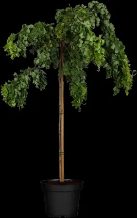 Robinia 'Twisty Baby' - 30-40 CM C4 - image 1