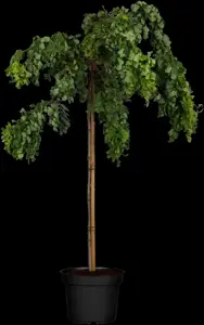 Robinia 'Twisty Baby' - 1/2 STDS C10 - image 1