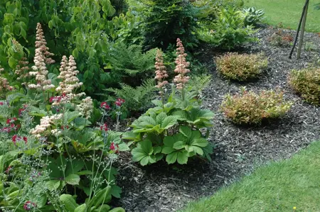 Rodgersia aesculifolia - 1.5 Ltr pot - image 5