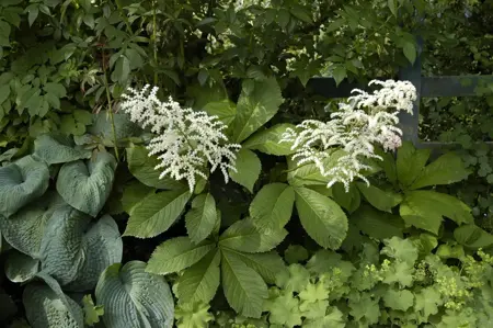 Rodgersia aesculifolia - 3 Ltr pot - image 3