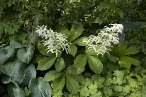 Rodgersia aesculifolia - 3 Ltr pot - image 3