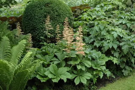 Rodgersia aesculifolia - P11 - image 2