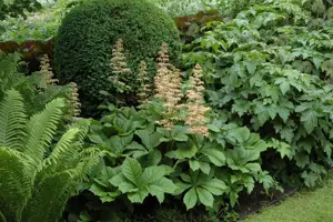 Rodgersia aesculifolia - P11 - image 2