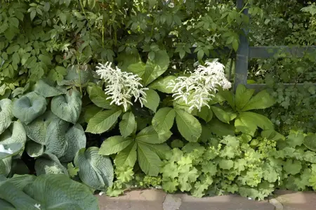 Rodgersia aesculifolia - P11 - image 4