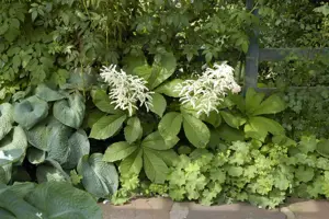 Rodgersia aesculifolia - P11 - image 4