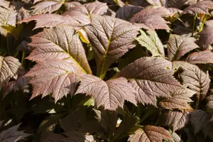 Rodgersia 'Dark Pokers'