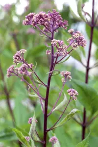 Rodgersia pinnata