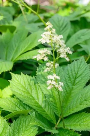 Rodgersia pinnata - 1.5 Ltr pot - image 3