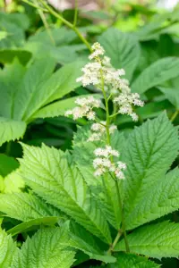 Rodgersia pinnata - 1.5 Ltr pot - image 3