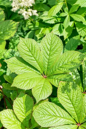 Rodgersia pinnata - P9 - image 5