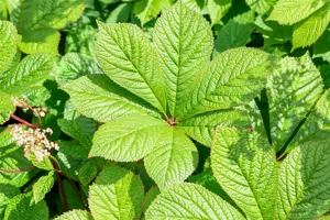 Rodgersia pinnata - 1.5 Ltr pot - image 4