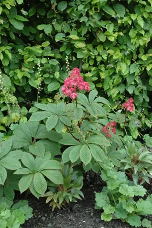 Rodgersia pinnata - 1.5 Ltr pot - image 2