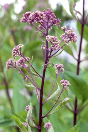 Rodgersia pinnata 'Alba' - 2 Ltr pot - image 1