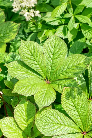 Rodgersia pinnata 'Alba' - 2 Ltr pot - image 5