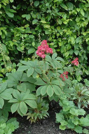 Rodgersia pinnata 'Alba' - 2 Ltr pot - image 2
