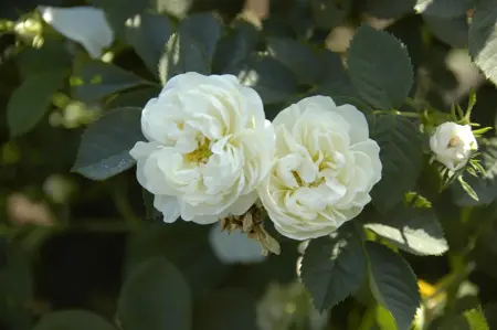 Rosa 'Alba Maxima' - BUSH, bare root