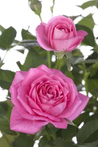 Rosa 'Archimedes' - 80 CM STEM C5 - image 4