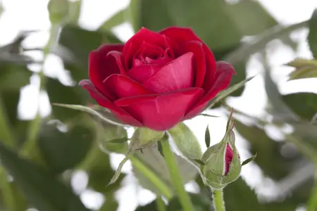 Rosa 'Archimedes' - 80 CM STEM C5 - image 2